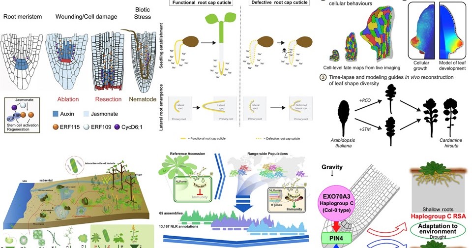 Plant Biology Highlights Cell Articles 2019