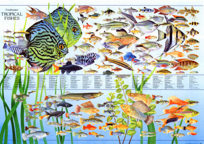 Happy Fish World: April 2011