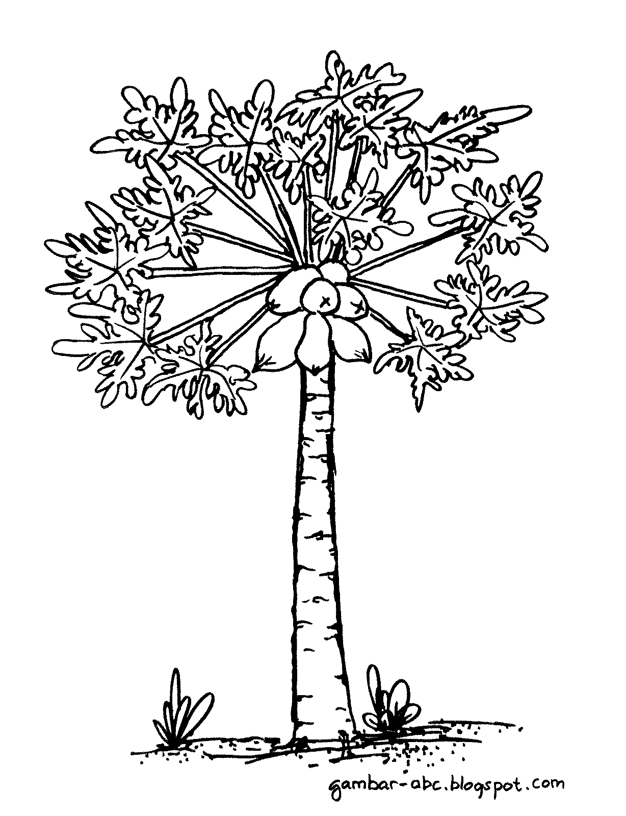Pohon Pepaya Contoh Gambar Mewarnai