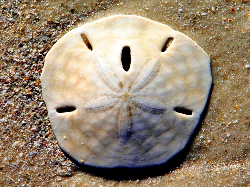 Worship Melodies The Legend Of The Sand Dollar