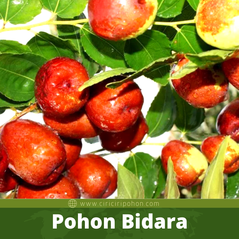 Bibit Pohon Bidara