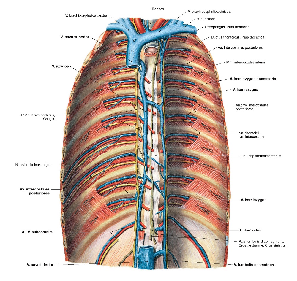Верхняя полая вена непарная вена. V azygos что это. Вена azygos анатомия. V azygos. V azygos что это.