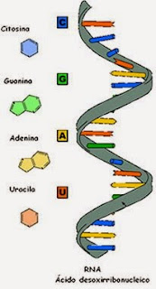 Biologando o Saber: Tudo sobre o RNA