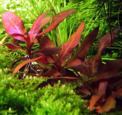 Tanaman Hias Tanaman Aquascape Warna Merah