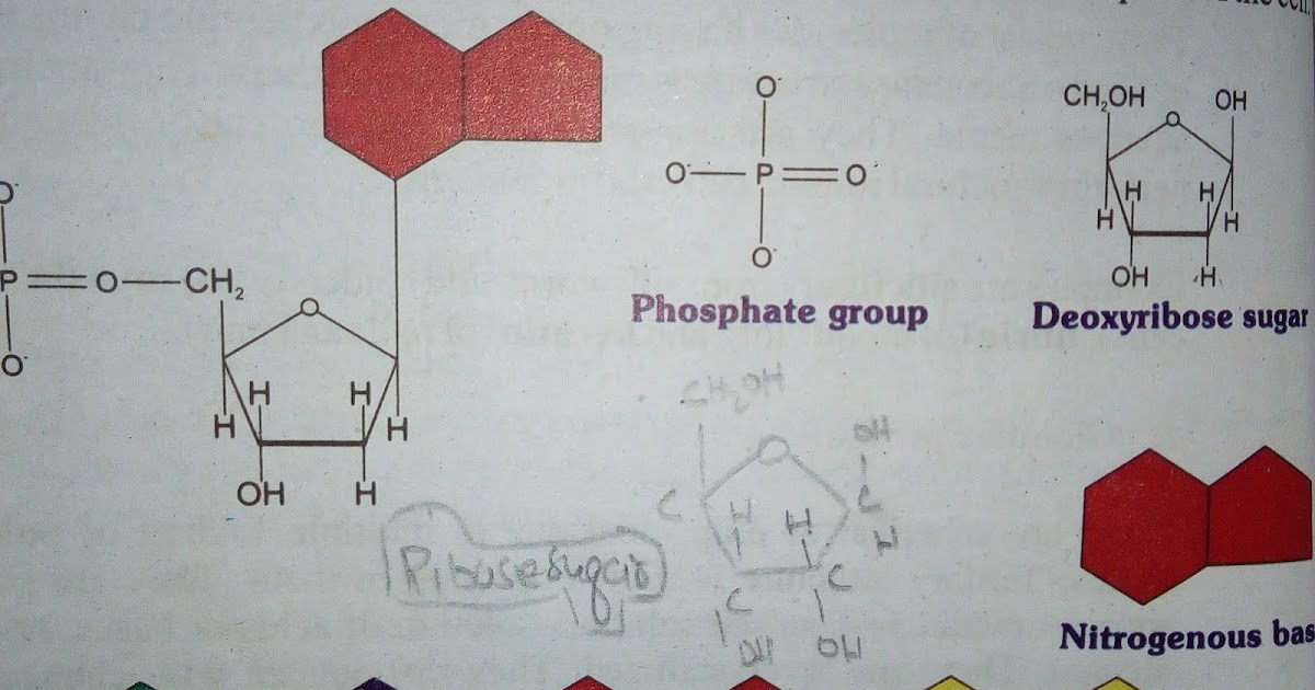 NUCLEIC ACID IN DETAIL ITS TYPES IST YEAR BIOLOGY NOTES
