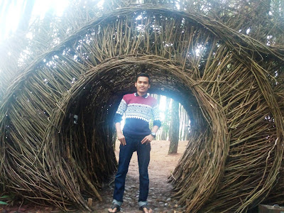 Hutan Pinus Pengger