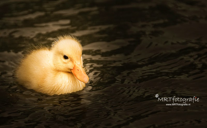Yellow Baby duck