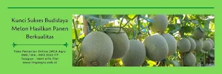 harga bibit melon, pertiwi anvi, benih pertiwi, tanaman melon, buah melon, jual benih melon, Toko pertanian, toko online, lmga agro