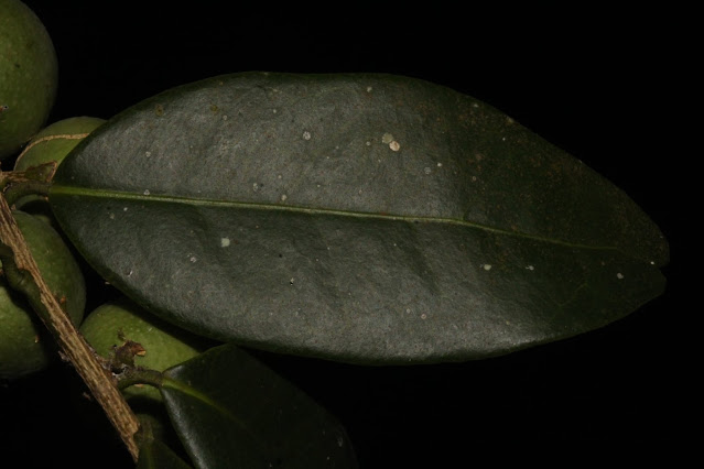 Atalantia monophylla