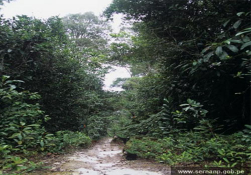 16 de Enero - Creación de la Reserva Nacional Allpahuayo Mishana