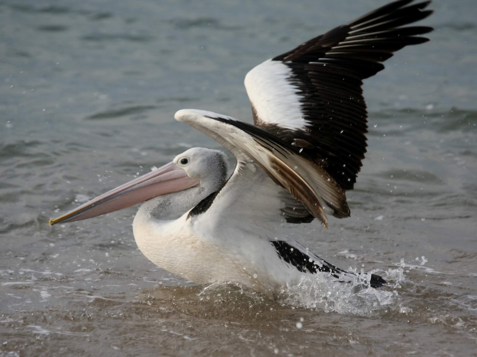 Pelicano batendo as asas sobre a água ilustra este post sobre o Shijing, o Livro das Canções.
