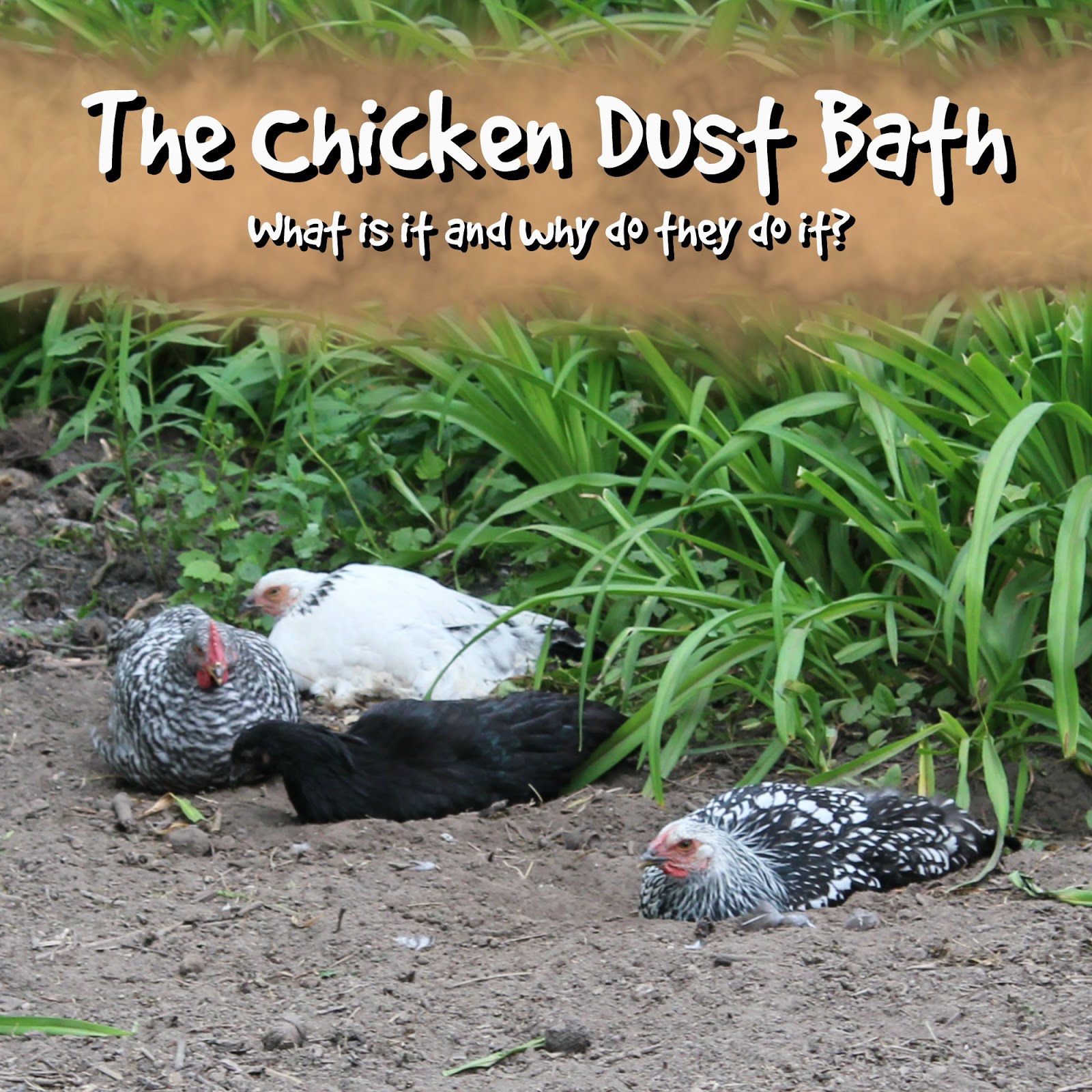 The Chicken Dust Bath The (mis)Adventures of a Homesteadin' Mama