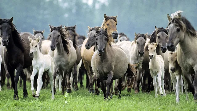 Veel paarden in het weiland