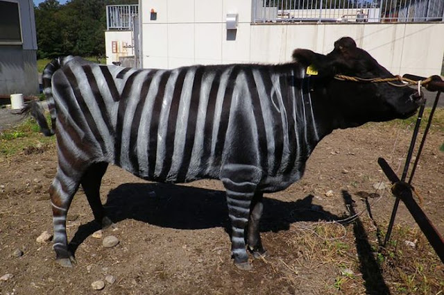Ilmuan Jepang Makin 'Gila', Mereka Baru saja 'Mengubah' Sapi jadi Zebra, Gunanya Apa?