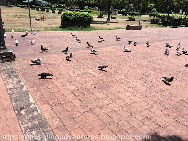 Rizal Park Pigeons