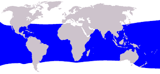 Bryde balinasının dünya denizlerindeki yayılımı