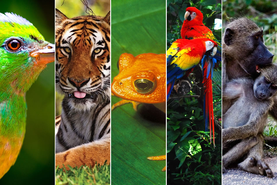 Вид живого. Уменьшение биоразнообразия. Биологическое разнообразие. Многообразие видов. Многообразие видов животных.