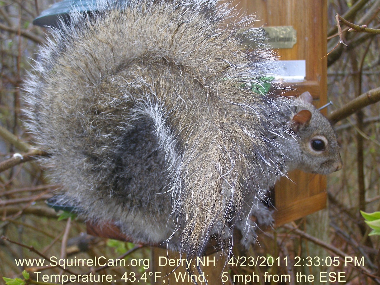 Ideas for a squirrel tail? sewing discussion topic