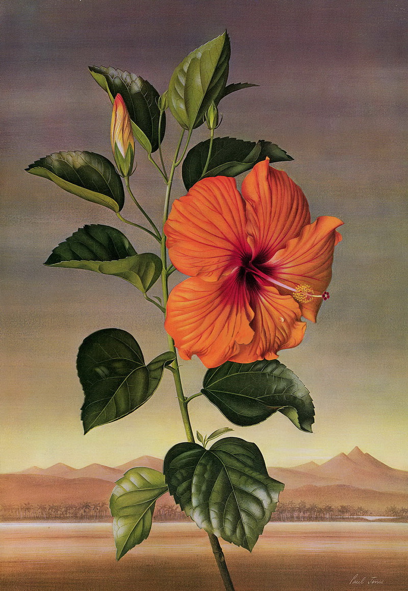 Paul Jones 1921-1997 ~ pintor australiano | Flores de Mayo 