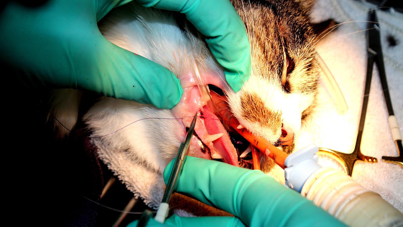 Feline odontoclastic resorptive lesion Cat Cat Choices