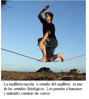 Sentido del equilibrio Taller el oído y sus partes