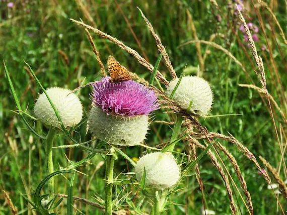 Ostrożeń głowacz (Cirsium eriophorum (L.) Scop.) ostrozen