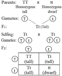 monohybrid inheritance phenotypic