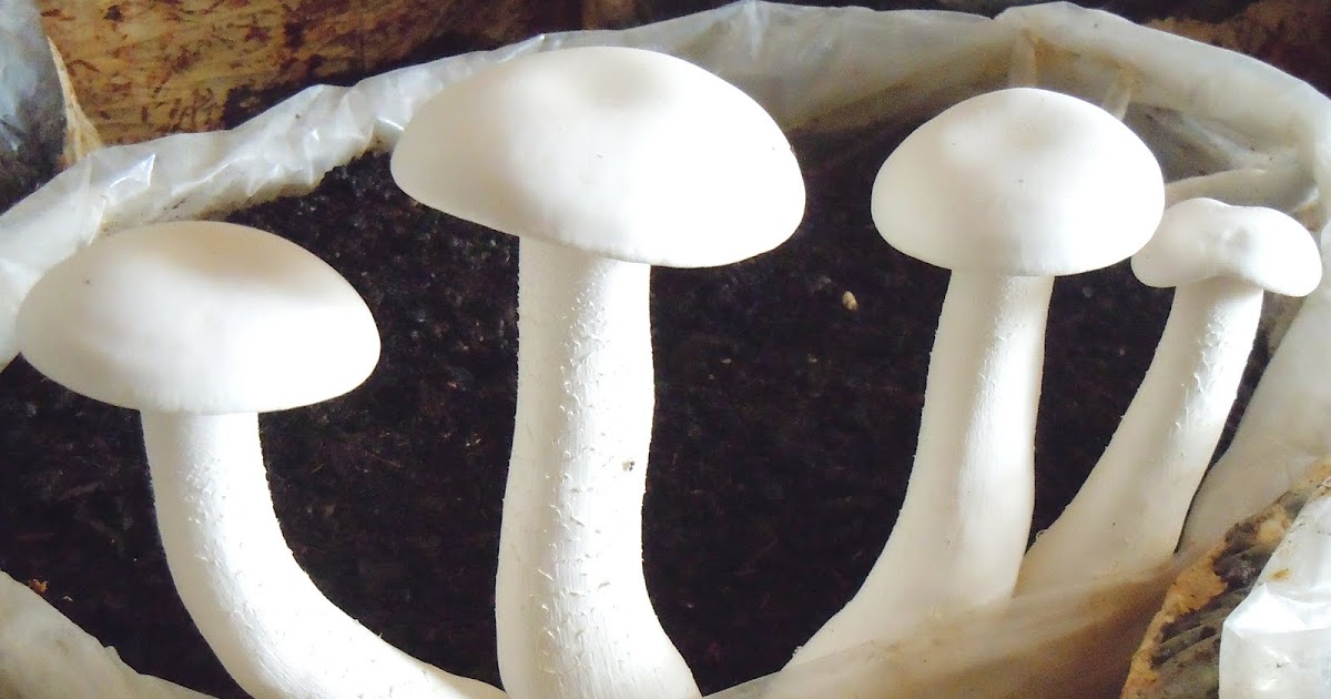 Milky mushroom cultivation Organic mushroom cultivation Biobritte mushrooms