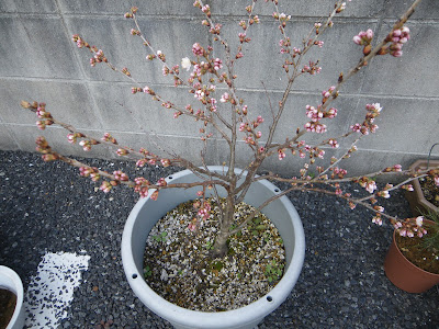 桜　鉢植え