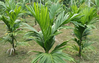 Cara Pemupukan Tanaman Pinang 