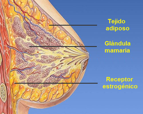 Hormonas femeninas en el aumento de senos