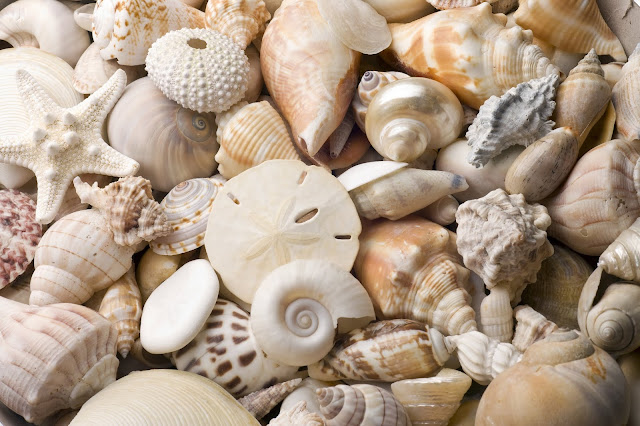 seashells