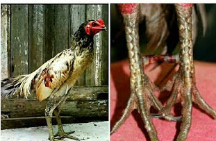 kaki ayam pembunuh di thailand