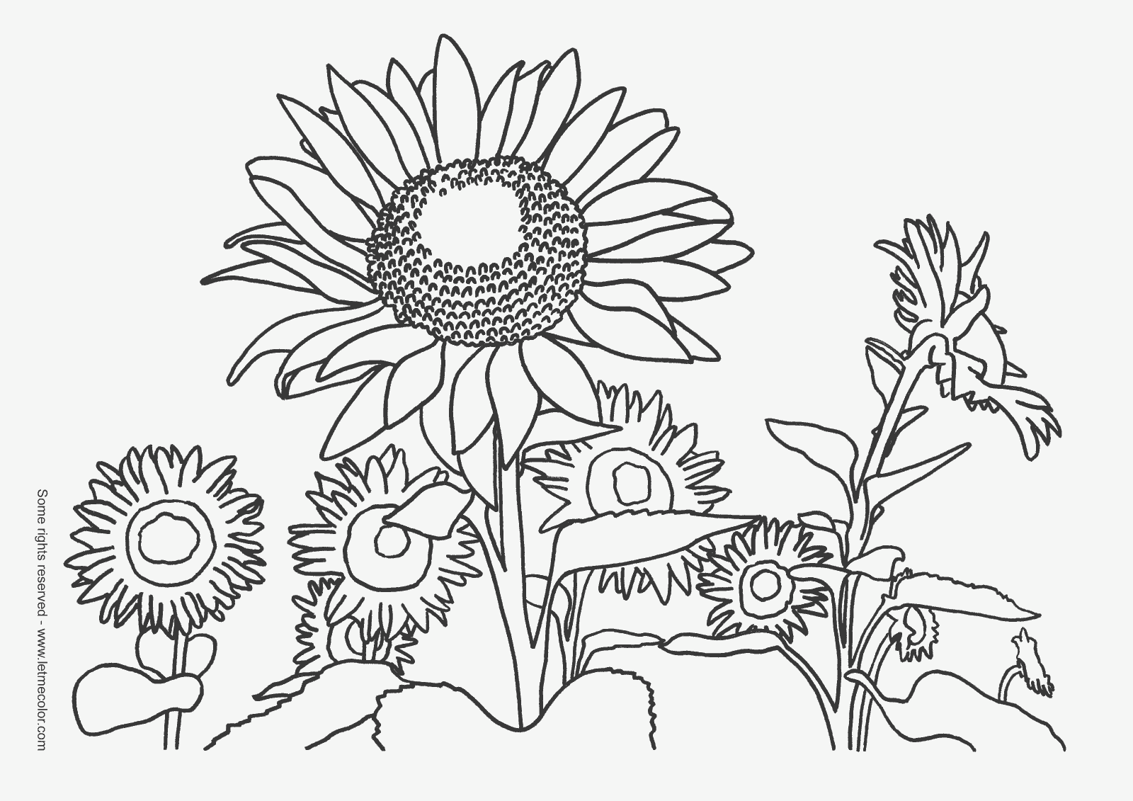 Nature Picture Coloring Pages | Pictures of Nnature