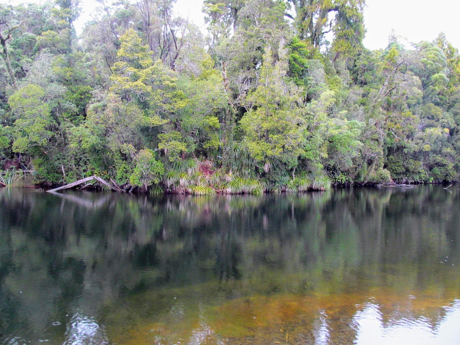 Tramping in the New Zealand backcountry NZ Bush Adventures Hokitika