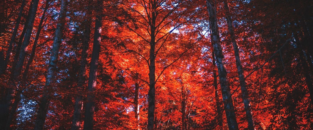 El color las hojas de los árboles en otoño