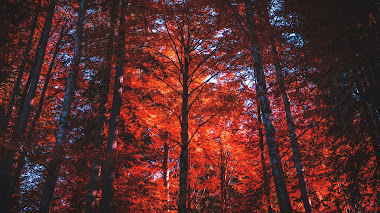 El color las hojas de los árboles en otoño