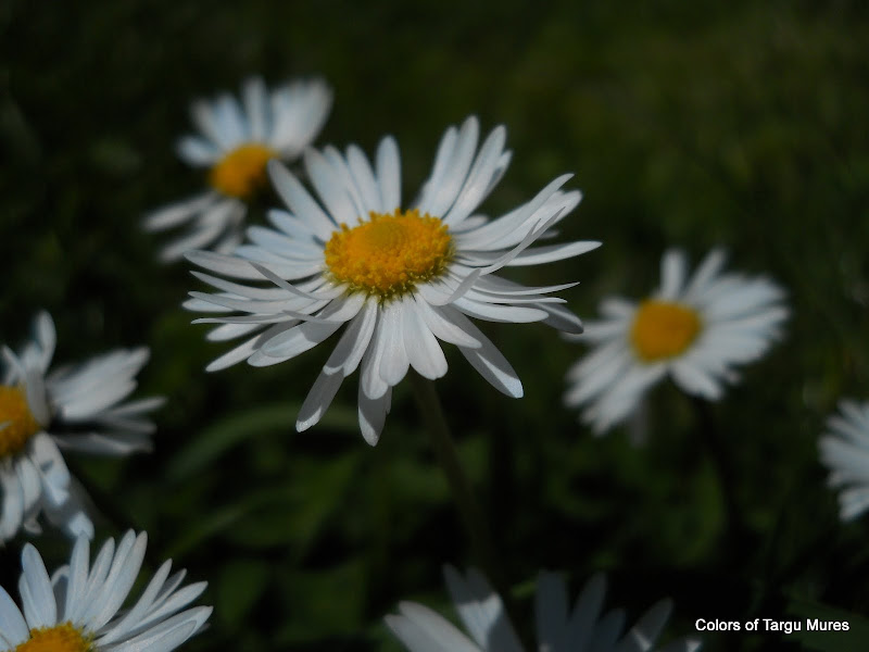 flori de gradina, petale albe,lawn, garden, grass, daisy