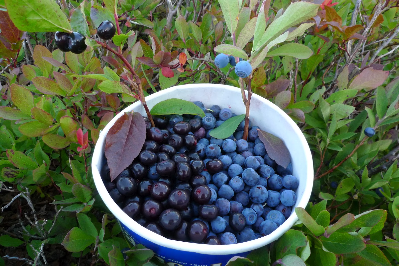 Wild Harvests: "Wild Blueberries," the Mountain Provides!