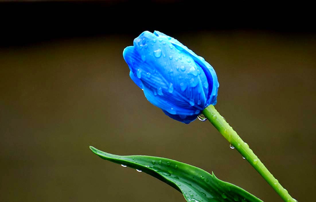 Arti Bunga Tulip Berdasarkan Warnanya Gambar Gambar Bunga Arti Bunga Tulip Berdasarkan Warnanya Gambar Gambar Bunga