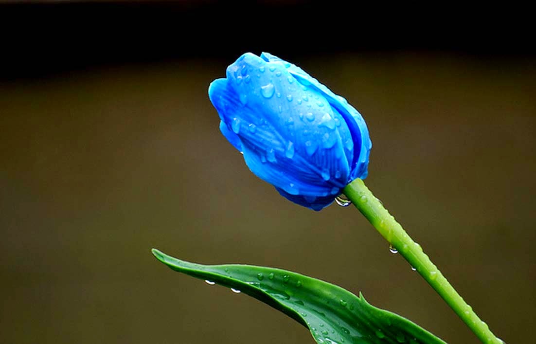 55 Gambar Bunga  Tulip  Biru Koleksi Istimewa 