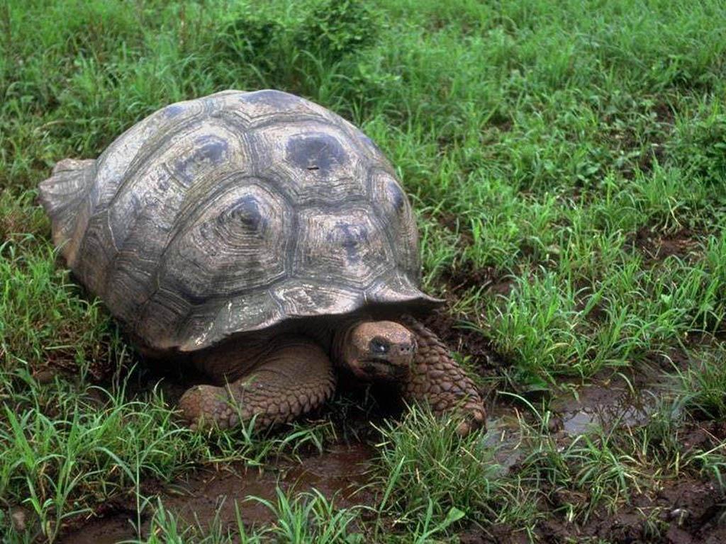 Tortuga | Cientos de Imagenes