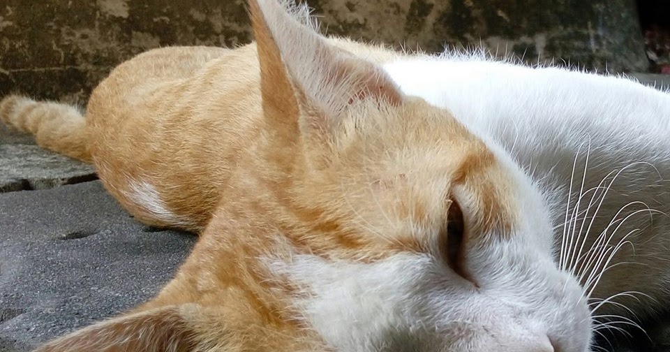 Kucing Utara: Kenapa kucing jantan pancut kencing selepas 