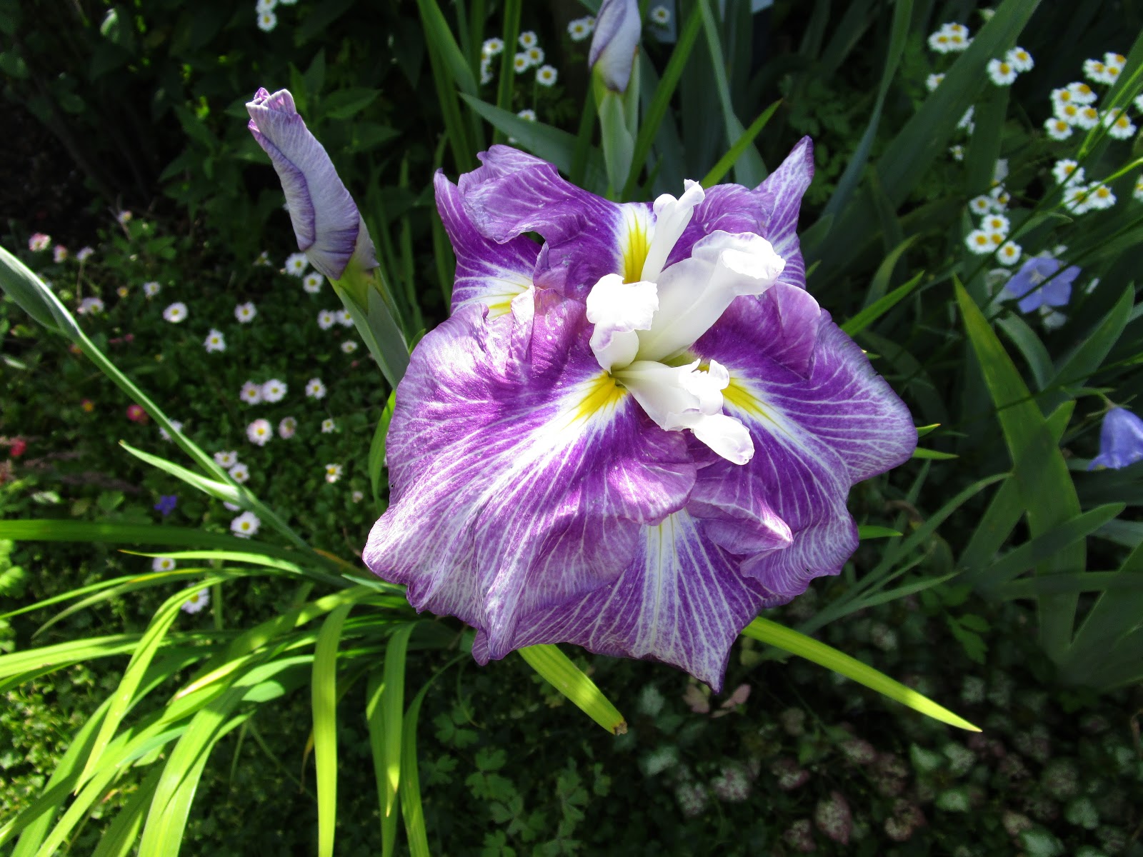 Granny Marigold A late Iris and a Pink Lily