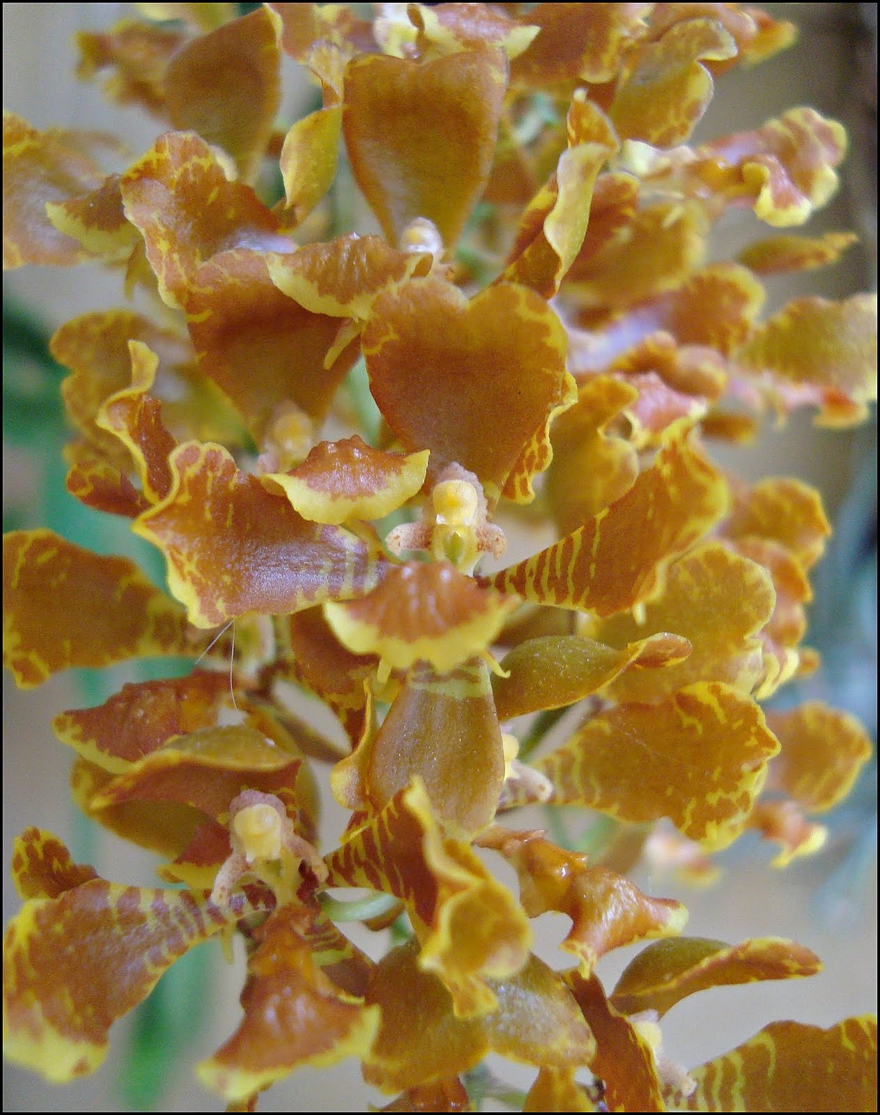 Burst Estelar Oncidium pubes