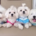 14 Reasons Maltese Dogs Are Not The Friendly Dogs Everyone Says They Are