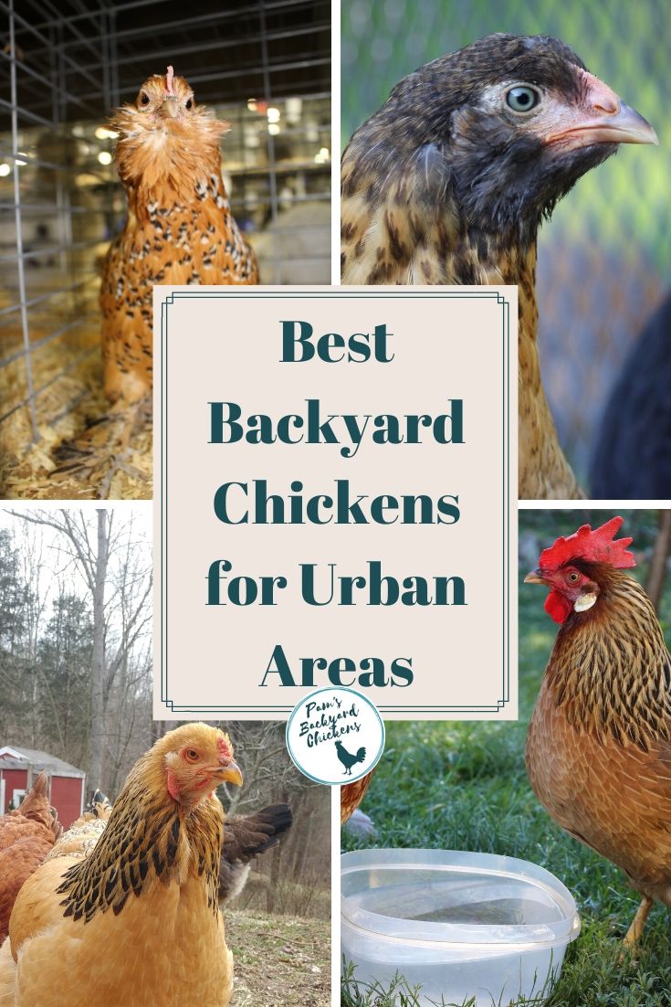 Pam's Backyard Chickens Best Backyard Chickens for Urban Areas