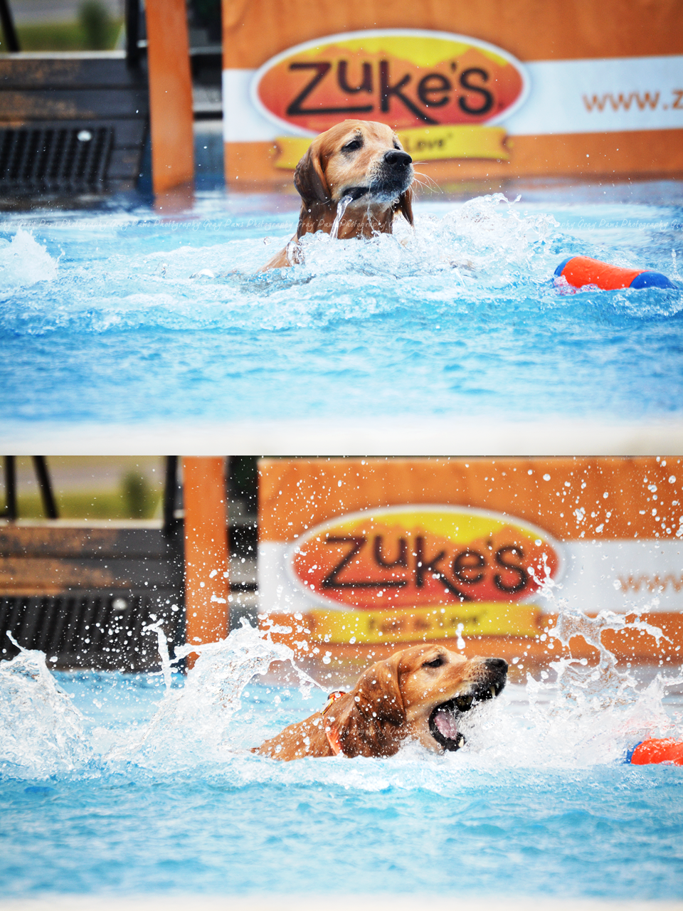 Gray Paws Photography Dock Dogs Scheels, 2015