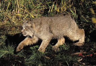 Kanada vaşağı (Lynx canadensis)