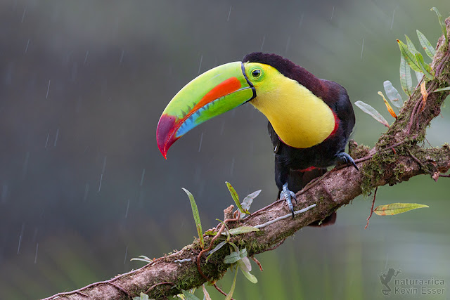 Ramphastos sulfuratus - Keel-billed toucan